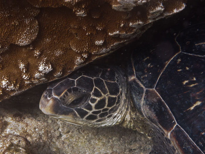 Richardson’s Ocean Park