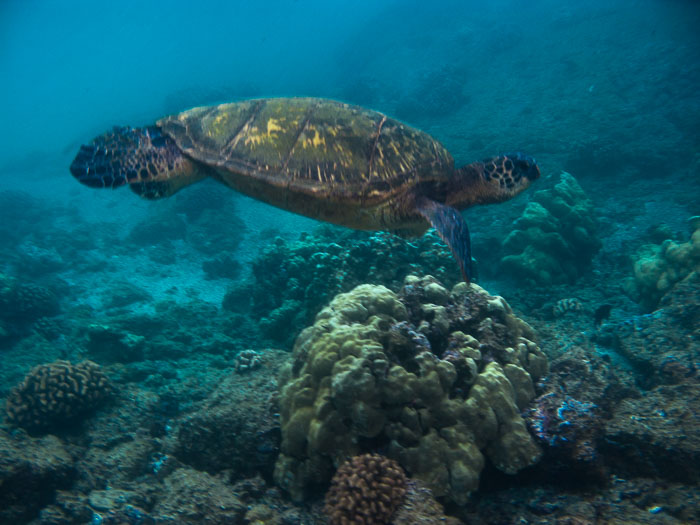 Richardson’s Ocean Park