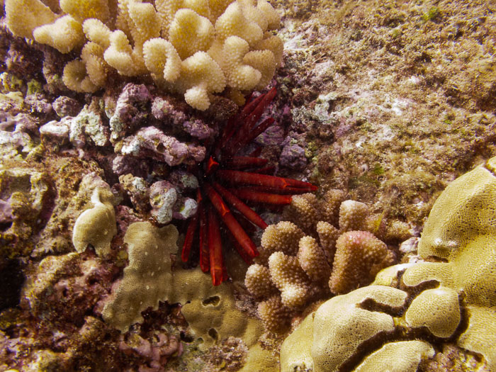 Richardson’s Ocean Park Richardson’s Ocean Park