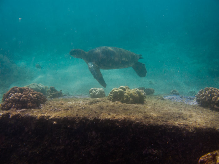 Richardson’s Ocean Park