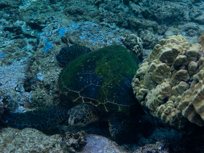 Richardson’s Ocean Park