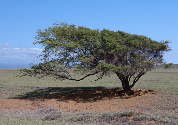 Ka Lae 