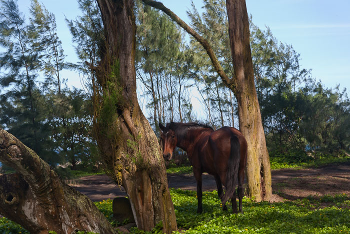 Waipi'o Valley