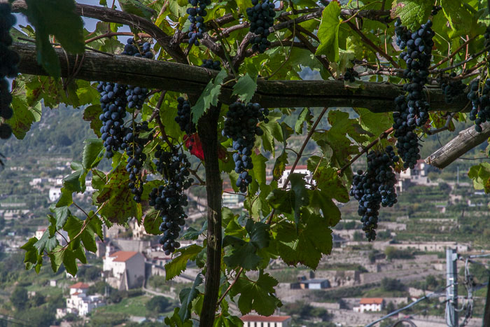 Agriturismo Monte Brusara