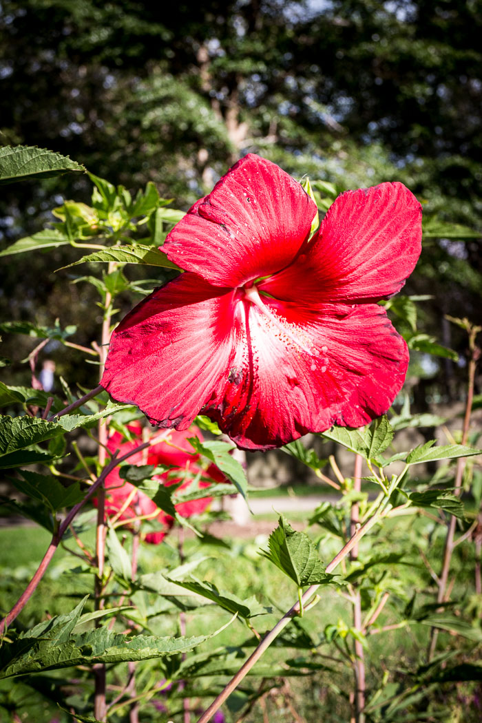 Chicago - Marco Navarro Memorial Photo tour