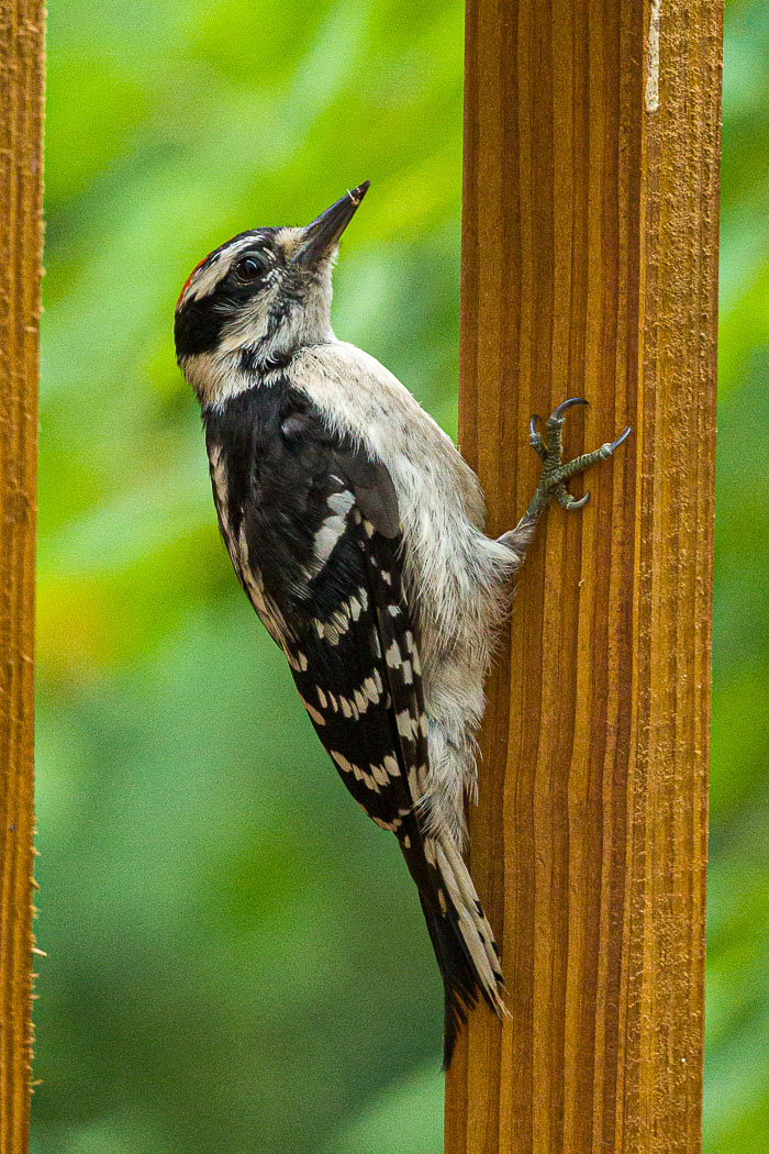 Small lives in Madison