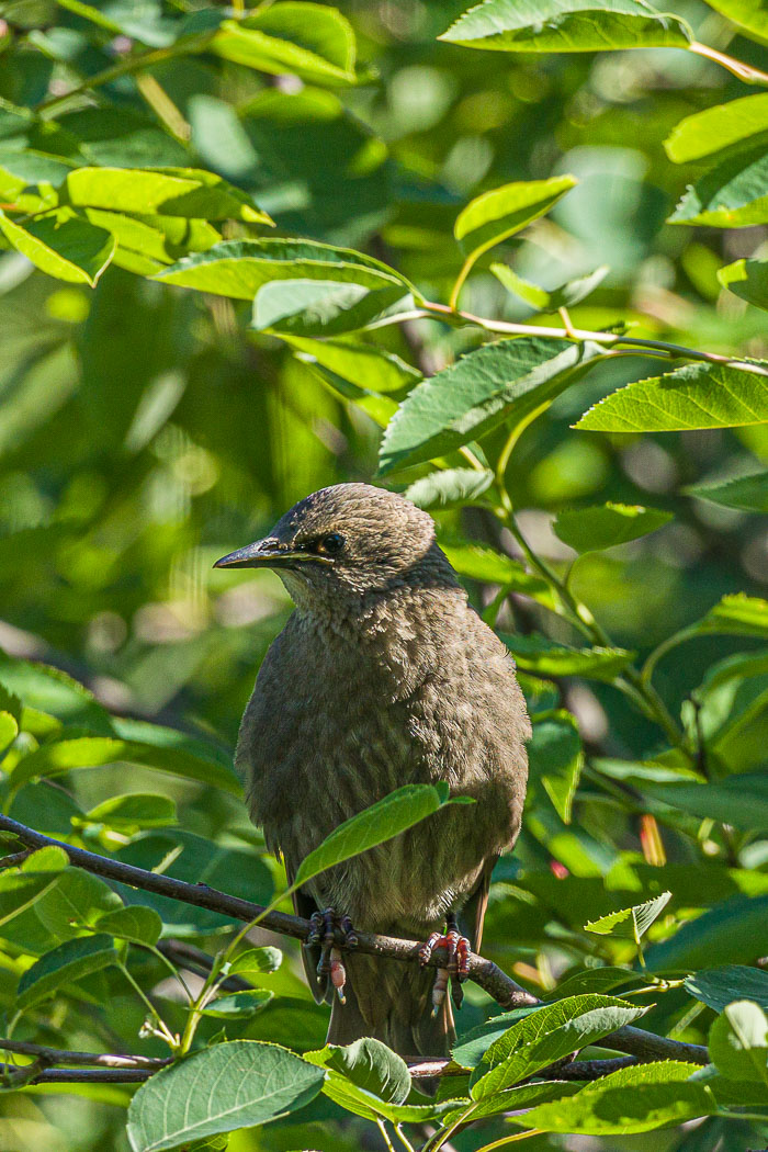 Small lives in Madison