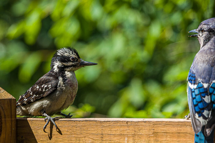 Small lives in Madison