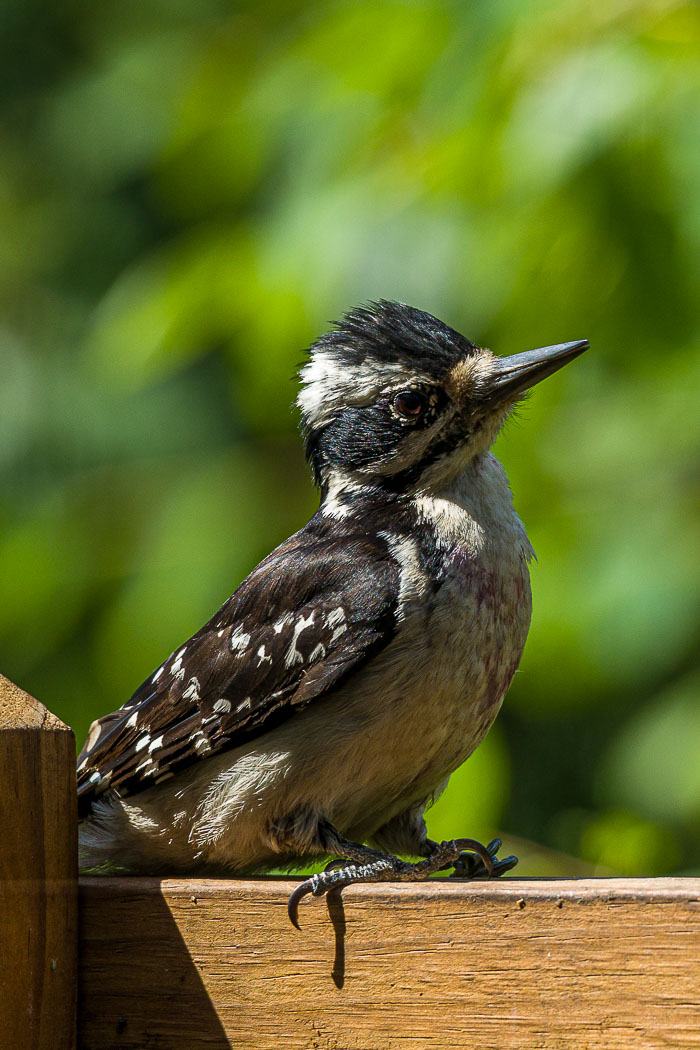 Small lives in Madison