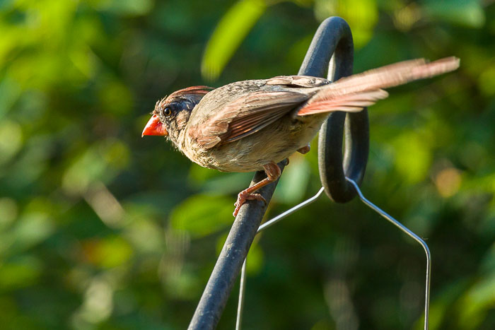 Small lives in Madison