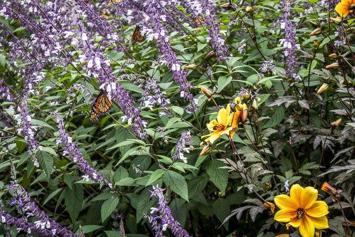 New York Botanical Gardens New York Botanical Gardens