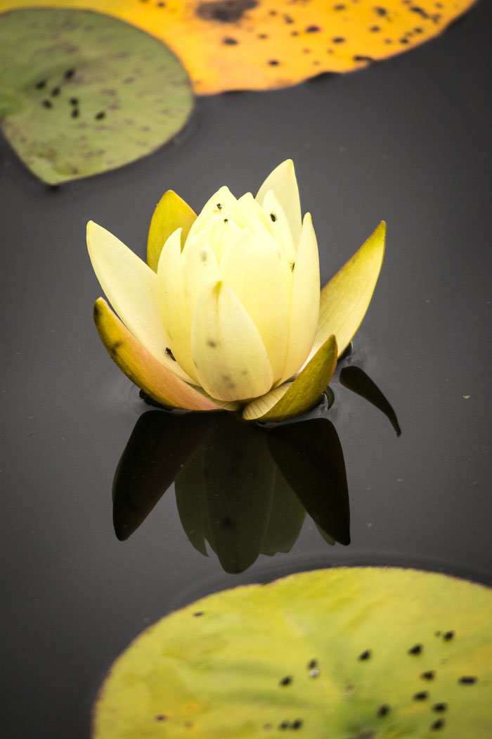 New York Botanical Gardens
