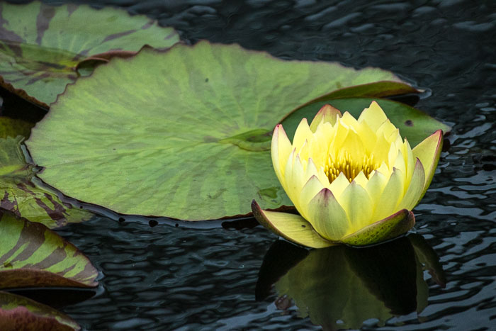New York Botanical Gardens New York Botanical Gardens