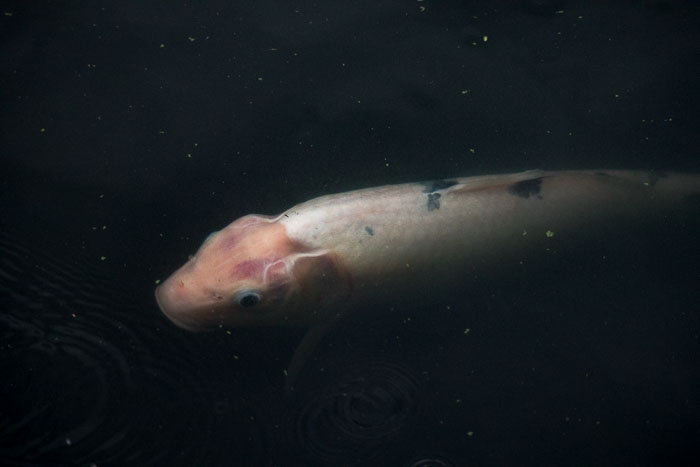 New York Botanical Gardens