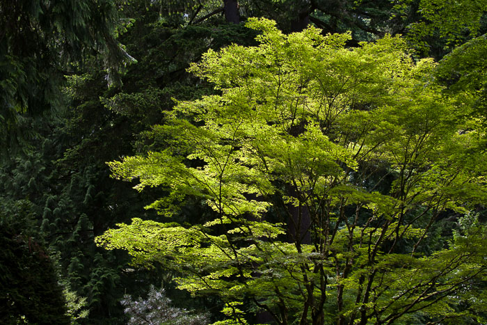 Portland Japanese Gardens