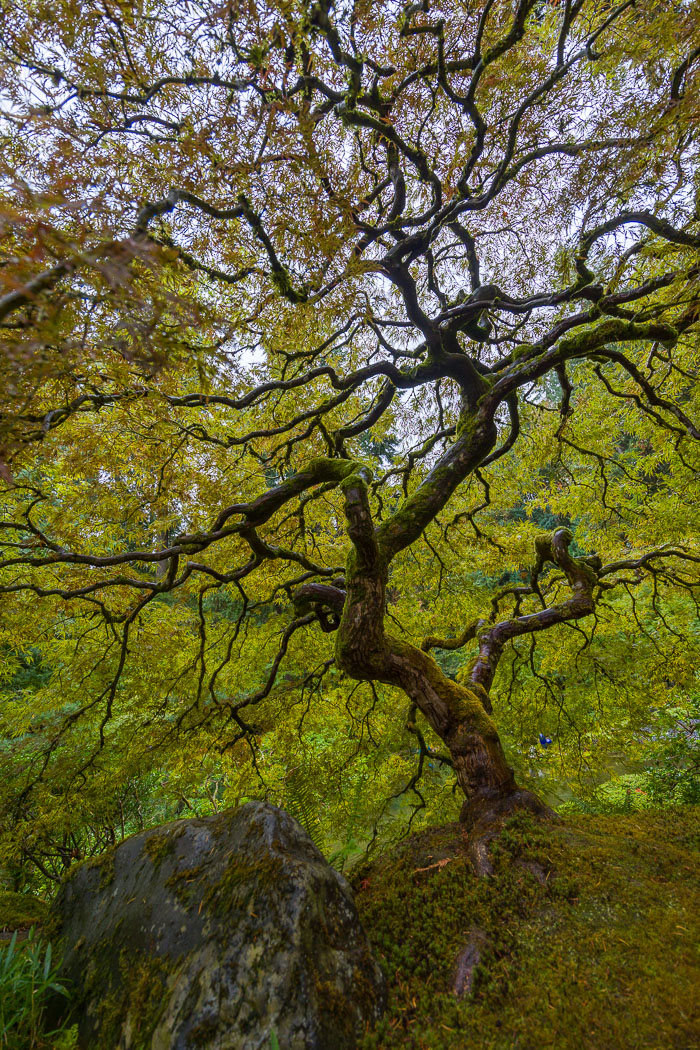 Portland Japanese Gardens