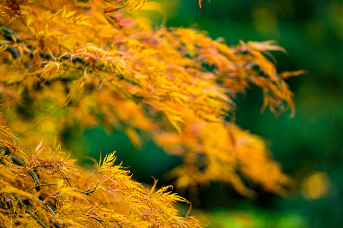 Portland Japanese Gardens