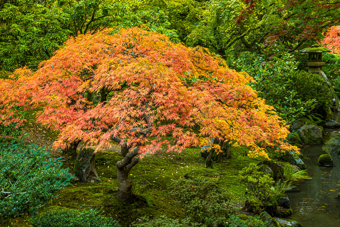 Portland Japanese Gardens