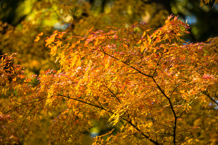 Portland Japanese Gardens