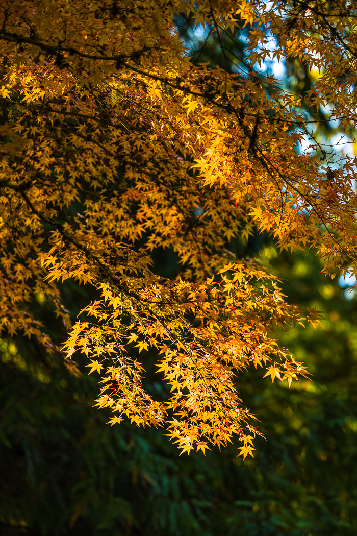 Portland Japanese Gardens