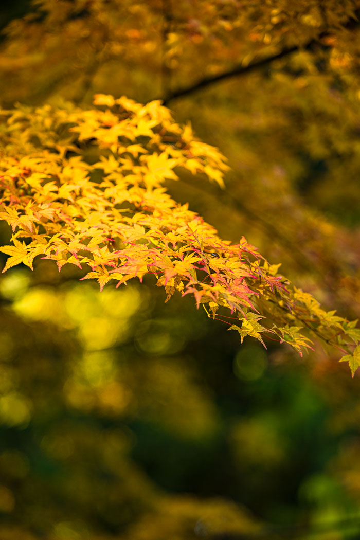 Portland Japanese Gardens