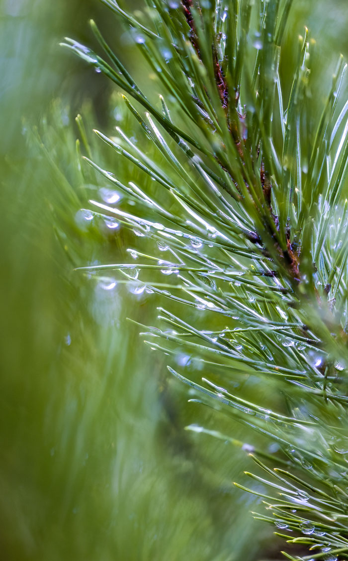 Portland Japanese Gardens