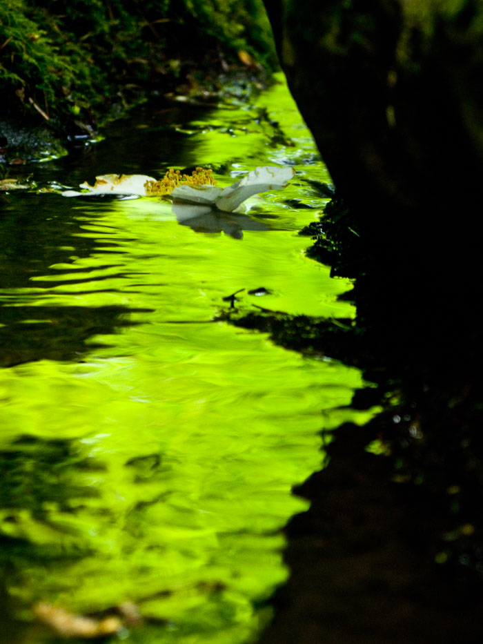 Portland Japanese Gardens