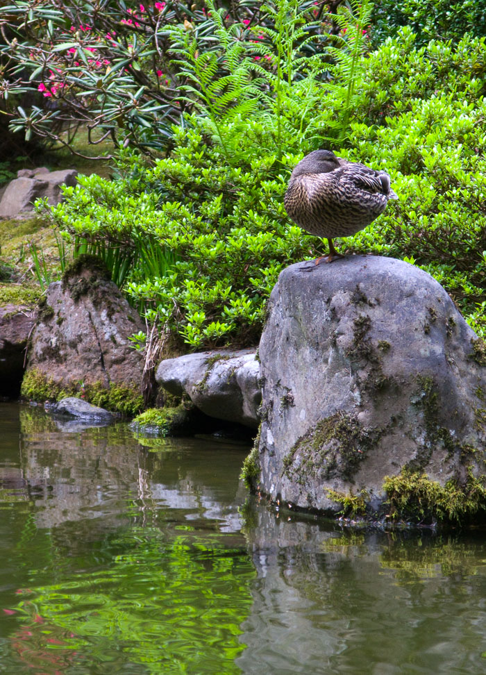 Portland Japanese Gardens