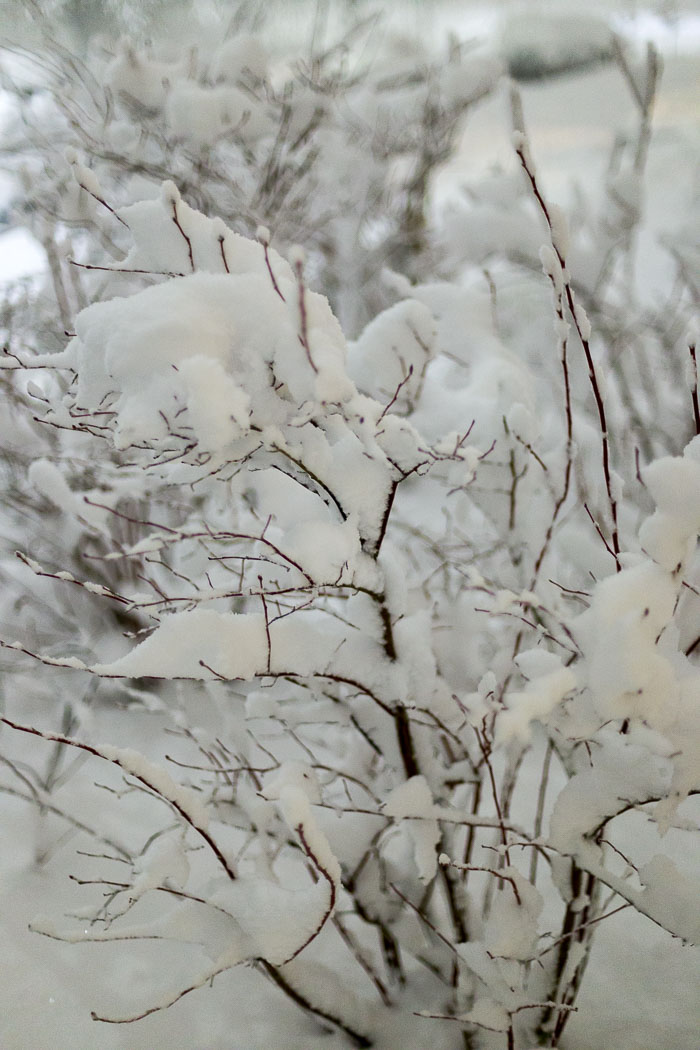 Snowlandia Snowlandia