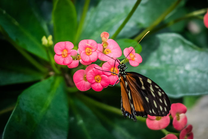 Seattle Center and Pacific Science Center
