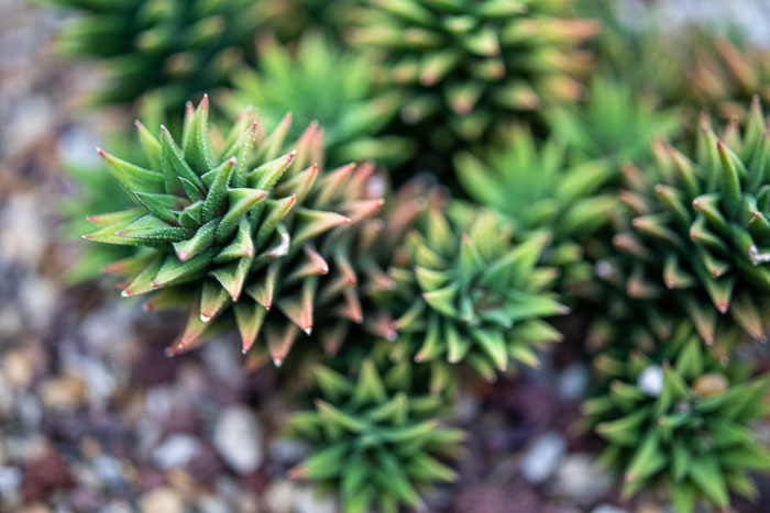 Seattle Photo Safari