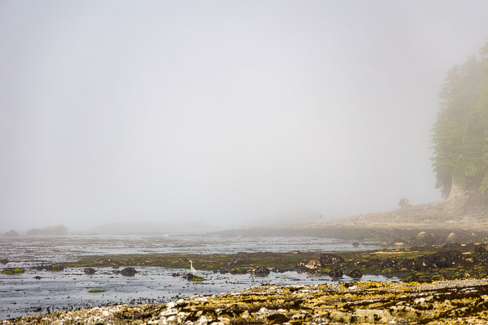 Botanical Beach