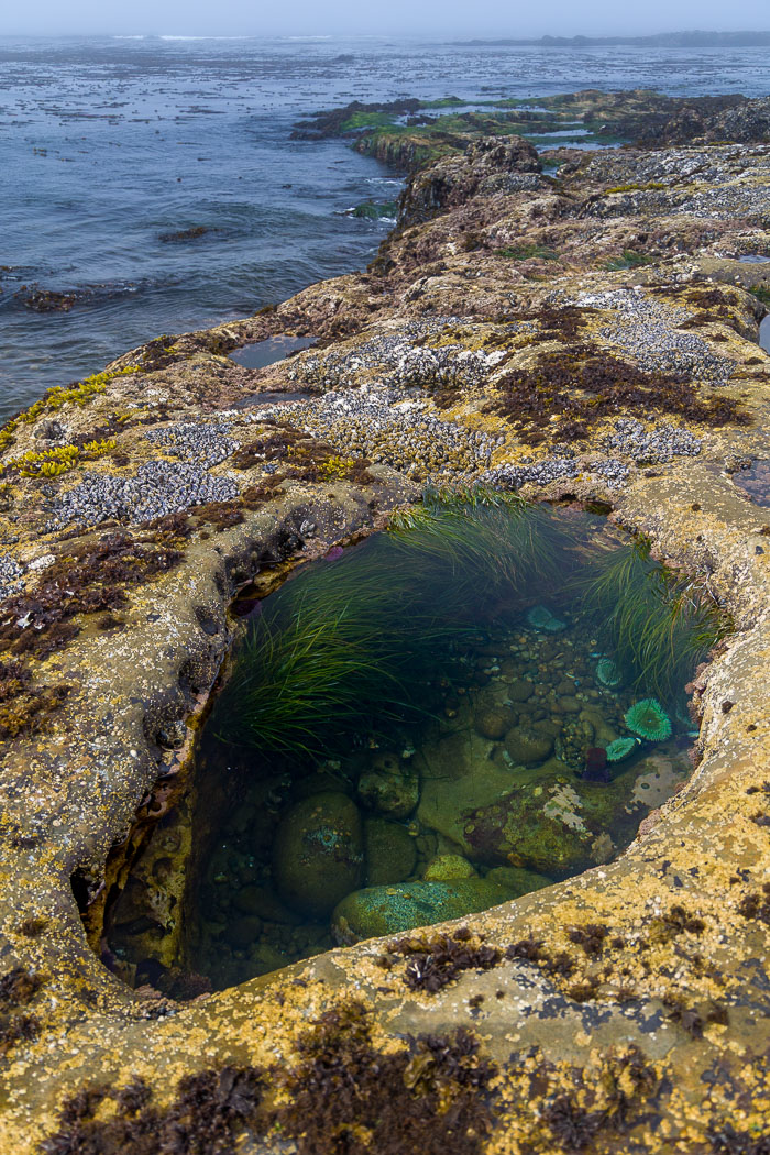 Botanical Beach