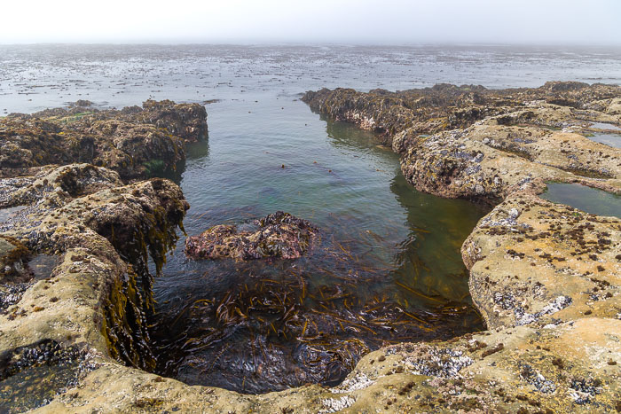 Botanical Beach
