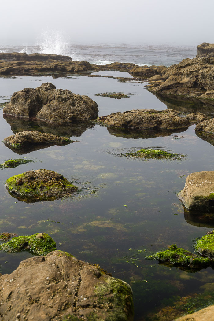 Botanical Beach