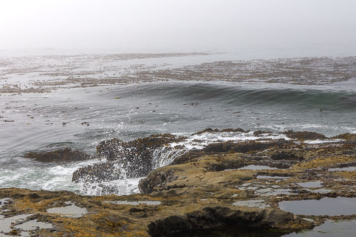 Botanical Beach