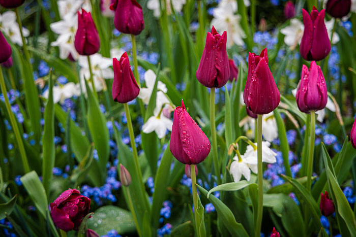 Buchart Gardens