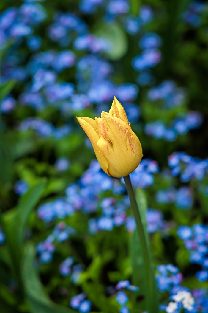 Buchart Gardens