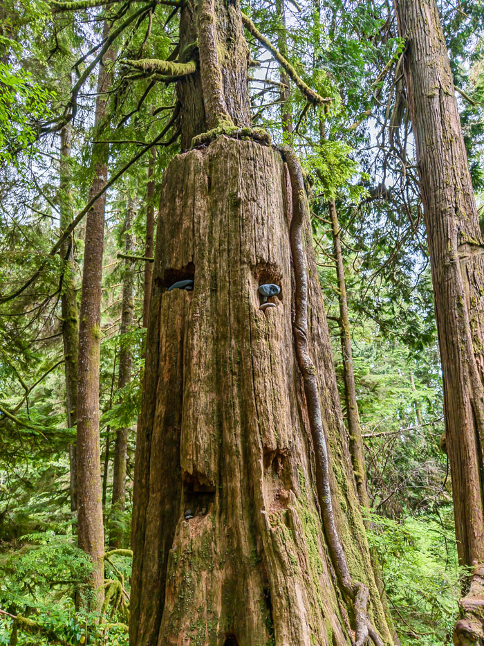 Juan de Fuca Provincial Park & Port Rernfrew