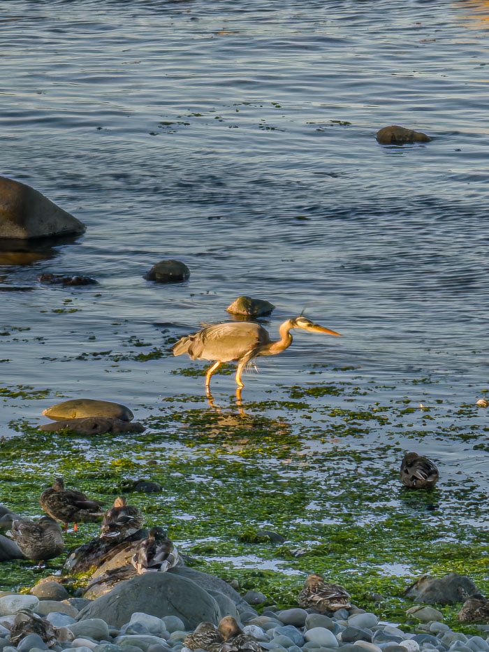 Vancouver Island Out and About