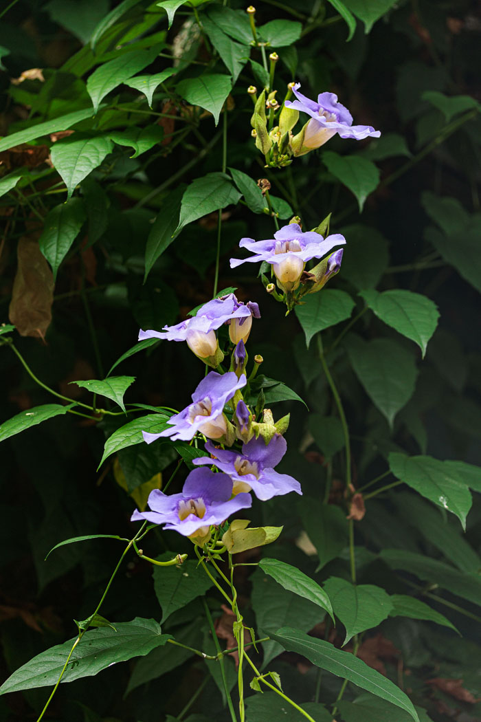 Victoria Butterfly Gardens