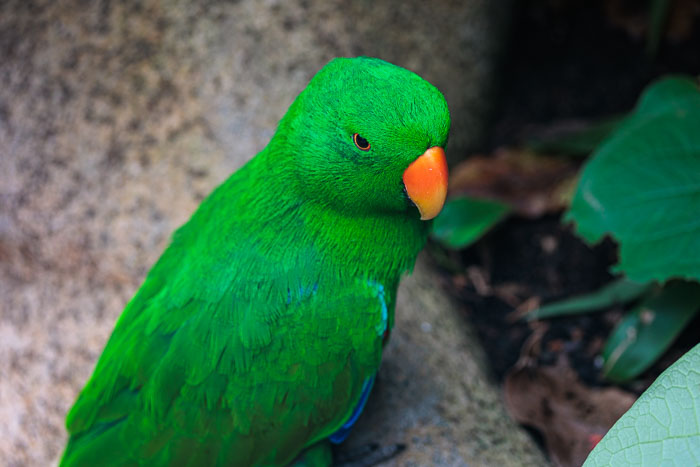 Victoria Butterfly Gardens