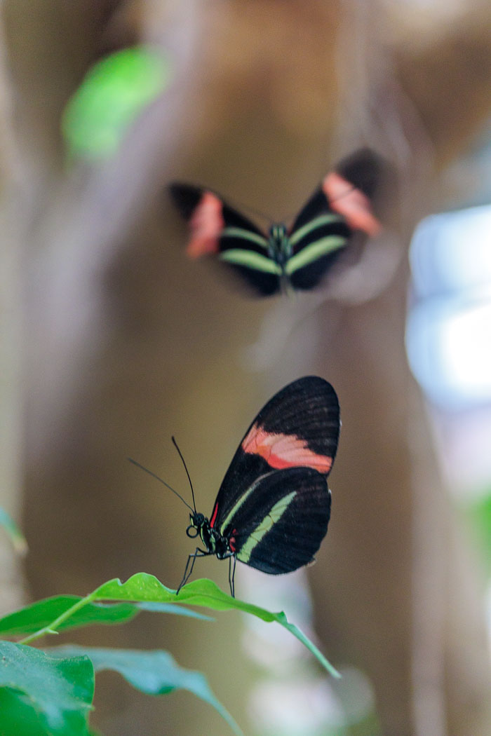 Victoria Butterfly Gardens