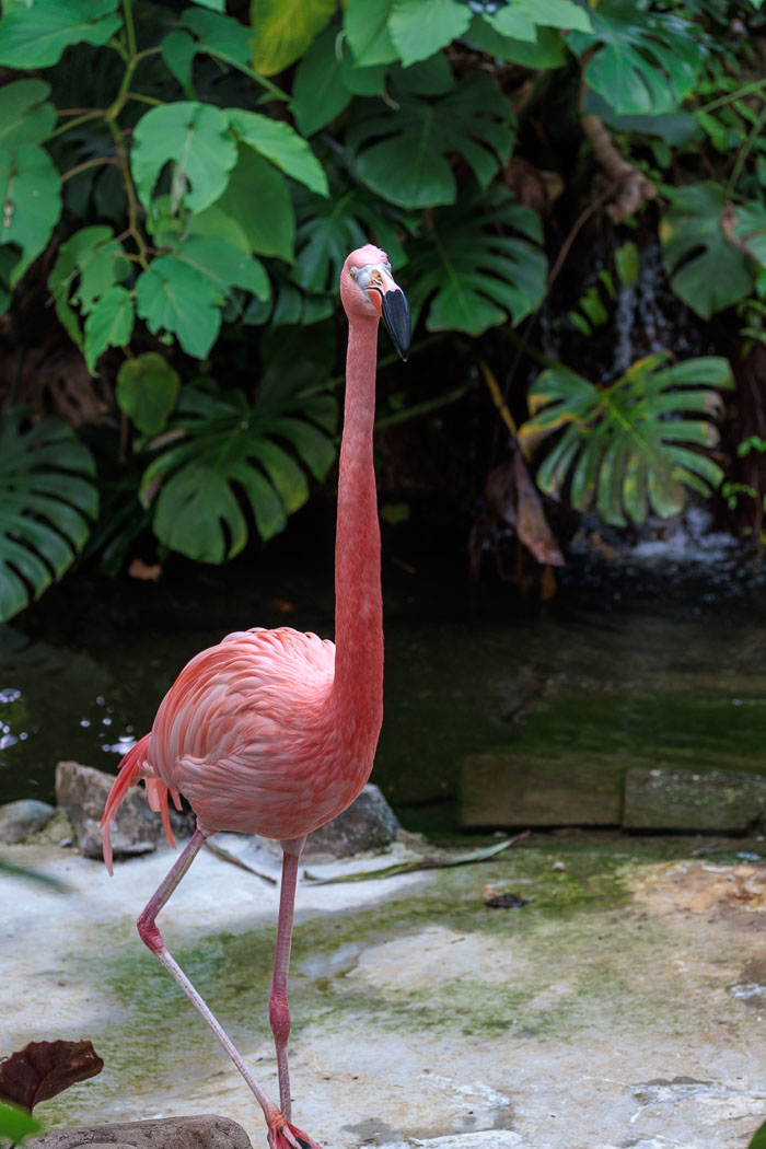 Victoria Butterfly Gardens