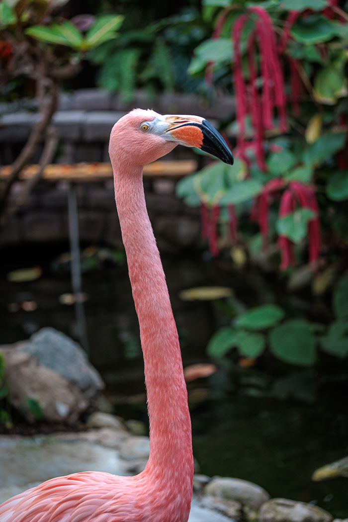 Victoria Butterfly Gardens