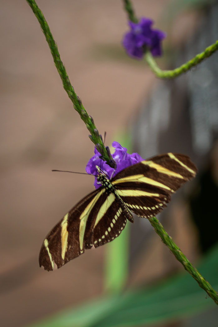 Victoria Butterfly Gardens