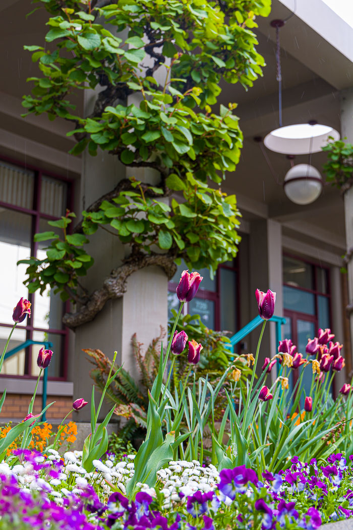 Victoria Downtown and Chinatown