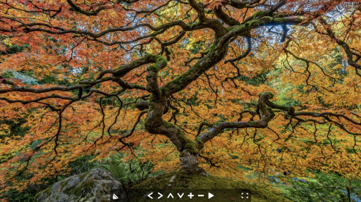 "The Tree" Portland Japanese Gardens